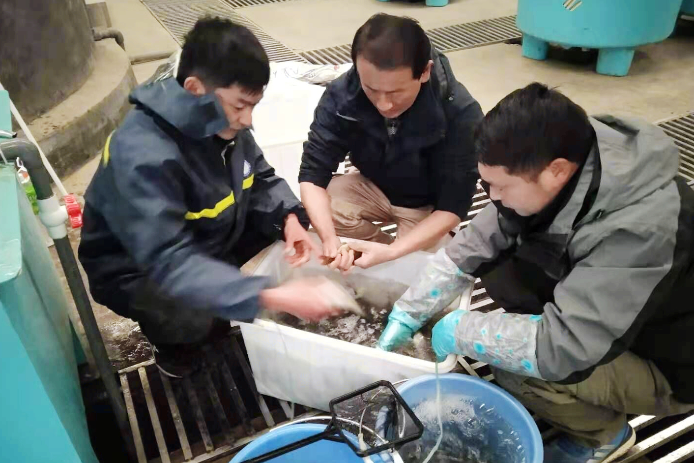 待生产亲鱼筛选.jpg